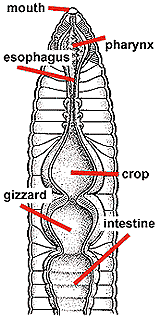This is the basic digestive system of the worm.  
