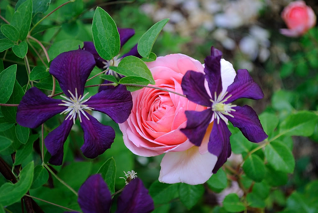 Rose with Clematis