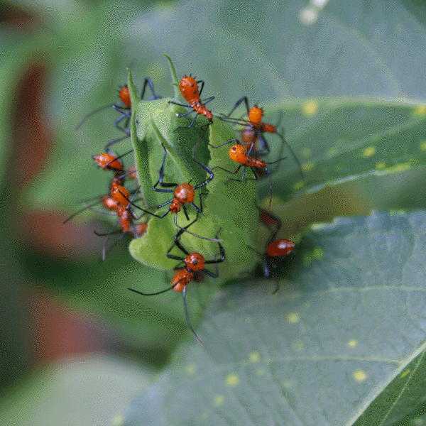 img_0696-leaf-footed-bug-nymphs